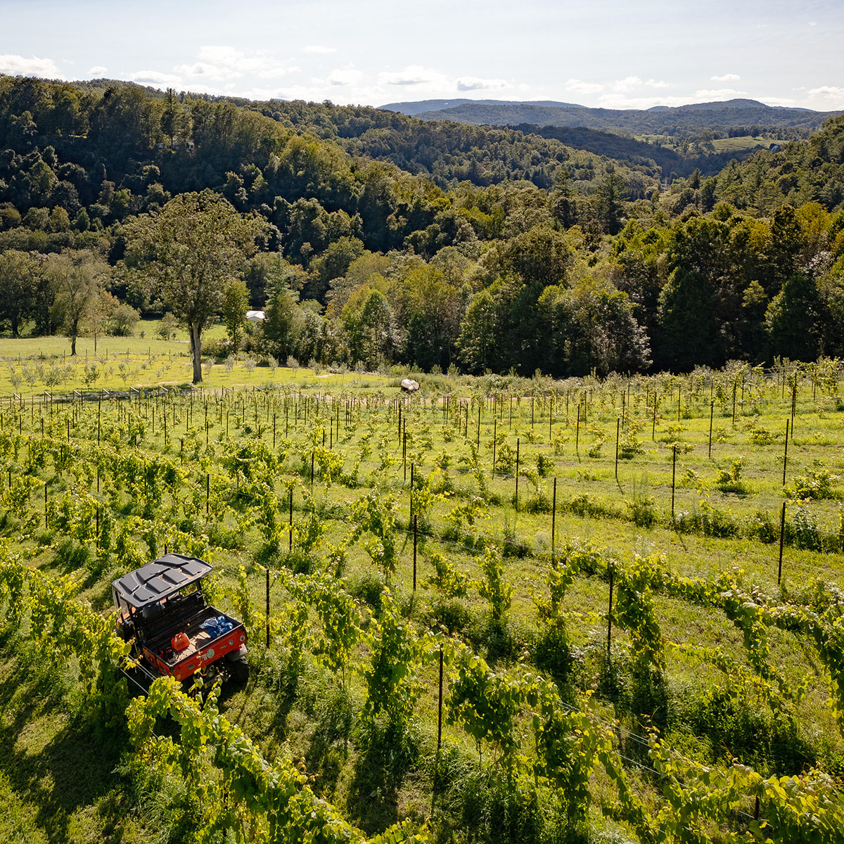 Mill Camp Wines and Ciders Boone NC Walking Tour.jpg
